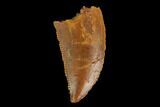 Serrated, Raptor Tooth - Real Dinosaur Tooth #130331-1